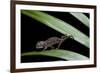 Furcifer Oustaleti (Malagasy Giant Chameleon) - Young-Paul Starosta-Framed Photographic Print