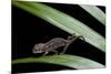 Furcifer Oustaleti (Malagasy Giant Chameleon) - Young-Paul Starosta-Mounted Photographic Print