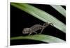 Furcifer Oustaleti (Malagasy Giant Chameleon) - Young-Paul Starosta-Framed Photographic Print