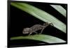 Furcifer Oustaleti (Malagasy Giant Chameleon) - Young-Paul Starosta-Framed Photographic Print