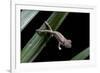 Furcifer Oustaleti (Malagasy Giant Chameleon) - Young-Paul Starosta-Framed Photographic Print