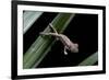 Furcifer Oustaleti (Malagasy Giant Chameleon) - Young-Paul Starosta-Framed Photographic Print