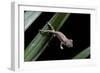 Furcifer Oustaleti (Malagasy Giant Chameleon) - Young-Paul Starosta-Framed Photographic Print