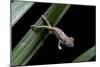 Furcifer Oustaleti (Malagasy Giant Chameleon) - Young-Paul Starosta-Mounted Photographic Print