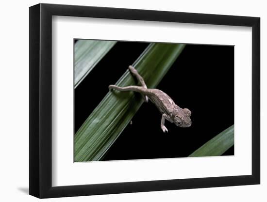 Furcifer Oustaleti (Malagasy Giant Chameleon) - Young-Paul Starosta-Framed Photographic Print