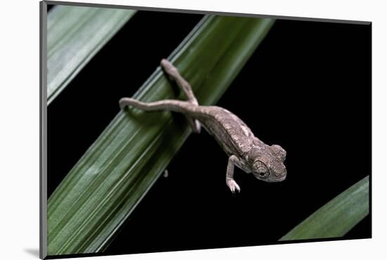 Furcifer Oustaleti (Malagasy Giant Chameleon) - Young-Paul Starosta-Mounted Photographic Print