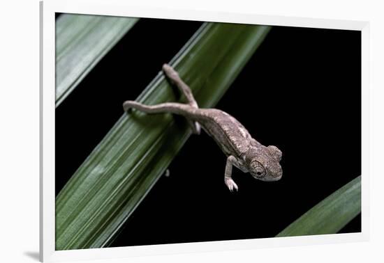 Furcifer Oustaleti (Malagasy Giant Chameleon) - Young-Paul Starosta-Framed Photographic Print