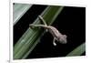 Furcifer Oustaleti (Malagasy Giant Chameleon) - Young-Paul Starosta-Framed Photographic Print