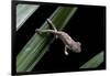 Furcifer Oustaleti (Malagasy Giant Chameleon) - Young-Paul Starosta-Framed Photographic Print