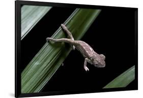 Furcifer Oustaleti (Malagasy Giant Chameleon) - Young-Paul Starosta-Framed Photographic Print