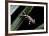 Furcifer Oustaleti (Malagasy Giant Chameleon) - Young-Paul Starosta-Framed Photographic Print