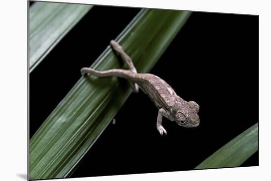 Furcifer Oustaleti (Malagasy Giant Chameleon) - Young-Paul Starosta-Mounted Photographic Print