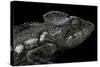 Furcifer Oustaleti (Malagasy Giant Chameleon)-Paul Starosta-Stretched Canvas