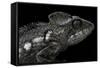 Furcifer Oustaleti (Malagasy Giant Chameleon)-Paul Starosta-Framed Stretched Canvas