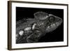 Furcifer Oustaleti (Malagasy Giant Chameleon)-Paul Starosta-Framed Photographic Print