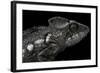 Furcifer Oustaleti (Malagasy Giant Chameleon)-Paul Starosta-Framed Photographic Print