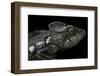 Furcifer Oustaleti (Malagasy Giant Chameleon)-Paul Starosta-Framed Photographic Print