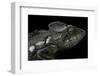 Furcifer Oustaleti (Malagasy Giant Chameleon)-Paul Starosta-Framed Photographic Print