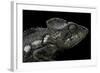 Furcifer Oustaleti (Malagasy Giant Chameleon)-Paul Starosta-Framed Photographic Print