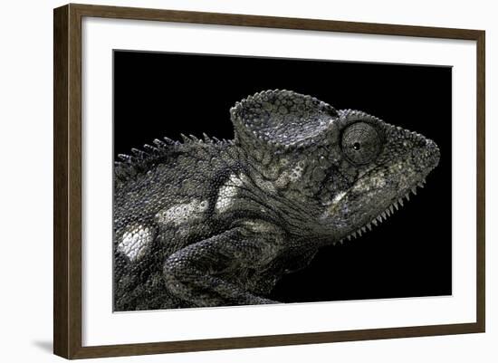 Furcifer Oustaleti (Malagasy Giant Chameleon)-Paul Starosta-Framed Photographic Print