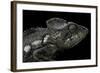 Furcifer Oustaleti (Malagasy Giant Chameleon)-Paul Starosta-Framed Photographic Print