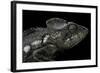 Furcifer Oustaleti (Malagasy Giant Chameleon)-Paul Starosta-Framed Photographic Print