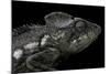 Furcifer Oustaleti (Malagasy Giant Chameleon)-Paul Starosta-Mounted Photographic Print