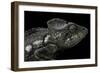 Furcifer Oustaleti (Malagasy Giant Chameleon)-Paul Starosta-Framed Photographic Print