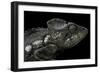 Furcifer Oustaleti (Malagasy Giant Chameleon)-Paul Starosta-Framed Photographic Print