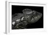 Furcifer Oustaleti (Malagasy Giant Chameleon)-Paul Starosta-Framed Photographic Print