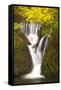 Furnace Falls, Furnace, Dyfed, Wales, United Kingdom, Europe-Billy Stock-Framed Stretched Canvas