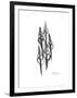 Furrid Shell Xray-Albert Koetsier-Framed Premium Giclee Print