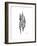 Furrid Shell Xray-Albert Koetsier-Framed Premium Giclee Print