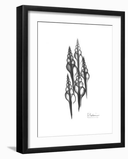 Furrid Shell Xray-Albert Koetsier-Framed Premium Giclee Print