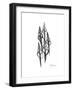 Furrid Shell Xray-Albert Koetsier-Framed Premium Giclee Print