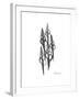 Furrid Shell Xray-Albert Koetsier-Framed Premium Giclee Print