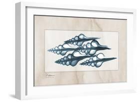 Furrid Shell-Albert Koetsier-Framed Art Print