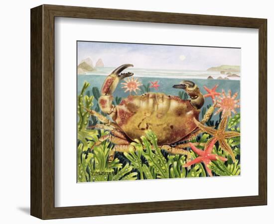 Furrowed Crab with Starfish Underwater, 1997-E.B. Watts-Framed Giclee Print