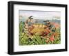 Furrowed Crab with Starfish Underwater, 1997-E.B. Watts-Framed Giclee Print