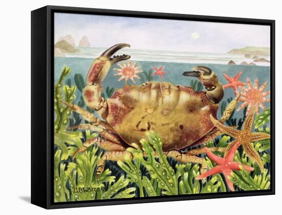 Furrowed Crab with Starfish Underwater, 1997-E.B. Watts-Framed Stretched Canvas