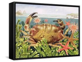 Furrowed Crab with Starfish Underwater, 1997-E.B. Watts-Framed Stretched Canvas