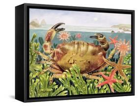 Furrowed Crab with Starfish Underwater, 1997-E.B. Watts-Framed Stretched Canvas