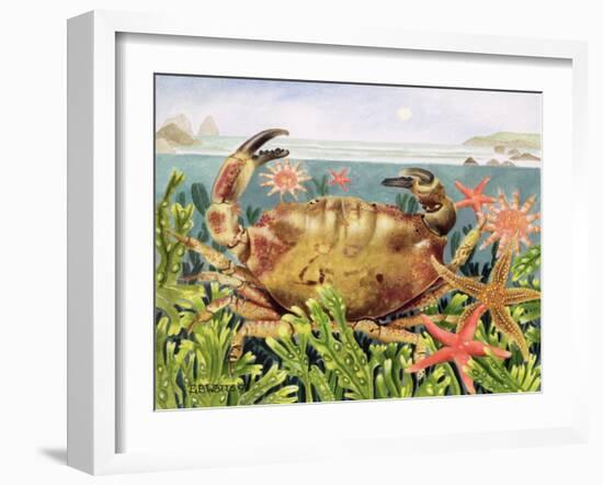 Furrowed Crab with Starfish Underwater, 1997-E.B. Watts-Framed Giclee Print