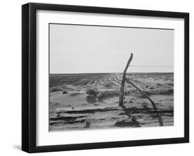 Furrowing against the wind to check the drift of sand Texas, 1938-Dorothea Lange-Framed Photographic Print