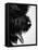 Furry Dog Panting-Henry Horenstein-Framed Stretched Canvas
