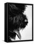 Furry Dog Panting-Henry Horenstein-Framed Stretched Canvas