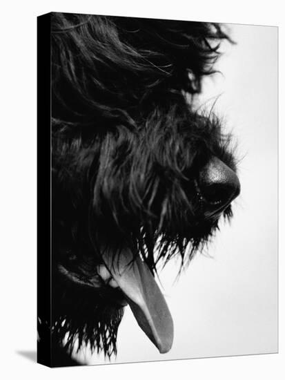 Furry Dog Panting-Henry Horenstein-Stretched Canvas