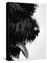 Furry Dog Panting-Henry Horenstein-Stretched Canvas