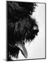 Furry Dog Panting-Henry Horenstein-Mounted Photographic Print