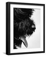 Furry Dog Panting-Henry Horenstein-Framed Photographic Print